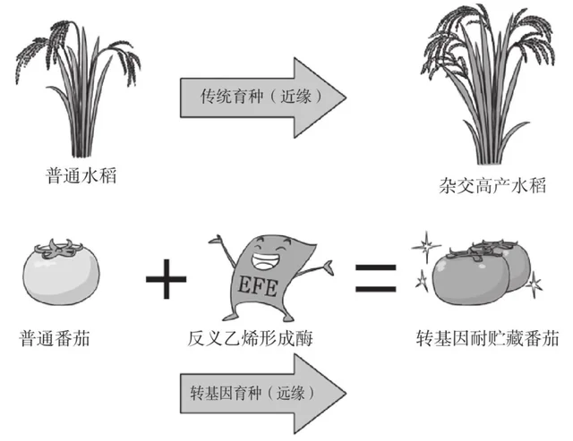 转基因到底是什么鬼？